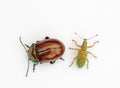 Pair of beetles Royalty Free Stock Photo