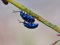 Pair of beetles, agelastica alni Royalty Free Stock Photo