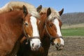 A pair of Belgian Draft horses Royalty Free Stock Photo