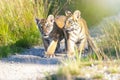 Pair of Bengal tiger cubs on a walk on a forest road Royalty Free Stock Photo