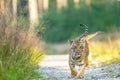 Pair of Bengal tiger cubs walk towards the camera Royalty Free Stock Photo