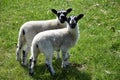 Pair of Beulah Speckled Face Lambs in a Grass Field Royalty Free Stock Photo