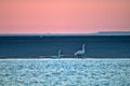 pair of Bewick's swan