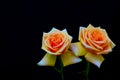 Close up of two bicolor hybrid roses on dark background