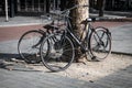 Pair of bicycles locked and leaning on a tree. Dutch style