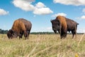 Pair of big american bison buffalo walking by grassland pairie and grazing against blue sky landscape on sunny day. Two