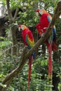 Pair of big Scarlet Macaws Royalty Free Stock Photo