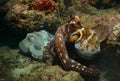 a pair of big blue octopuses of variable colouration mating near a crevice in the coral reefs of watamu marine park, kenya