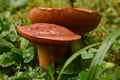 A pair of big brown mushrooms in the wet grass