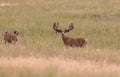 Pair of Mule Deer Bucks in Velvet in Summer Royalty Free Stock Photo