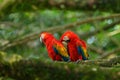 Pair of big parrot Scarlet Macaw, Ara macao, two birds sitting on branch, Costa rica. Wildlife love scene from tropic forest natur Royalty Free Stock Photo