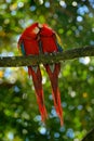 Pair of big parrot Scarlet Macaw, Ara macao, two birds sitting on branch, Costa rica. Wildlife love scene from tropic forest natur Royalty Free Stock Photo