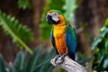 Portrait of colorful Scarlet Macaw parrot against jungle background Royalty Free Stock Photo