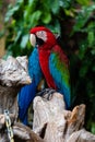 Portrait of colorful Scarlet Macaw parrot against jungle background Royalty Free Stock Photo