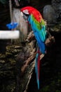 Portrait of colorful Scarlet Macaw parrot against jungle background Royalty Free Stock Photo