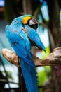 Portrait of colorful Scarlet Macaw parrot against jungle background Royalty Free Stock Photo