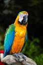 Portrait of colorful Scarlet Macaw parrot against jungle background Royalty Free Stock Photo