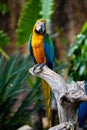 Portrait of colorful Scarlet Macaw parrot against jungle background Royalty Free Stock Photo