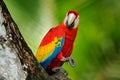 Pair of big parrots Scarlet Macaw, Ara macao, in forest habitat. Bird love. Two red birds sitting on branch, Costa Rica. Wildlife Royalty Free Stock Photo