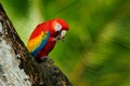 Pair of big parrots Scarlet Macaw, Ara macao, in forest habitat. Bird love. Two red birds sitting on branch, Costa Rica. Wildlife Royalty Free Stock Photo