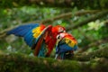 Pair of big parrots Scarlet Macaw, Ara macao, in forest habitat. Bird love. Two red birds sitting on branch, Costa Rica. Wildlife Royalty Free Stock Photo