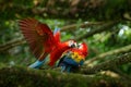 Pair of big parrots Scarlet Macaw, Ara macao, in forest habitat. Bird love. Two red birds sitting on branch, Costa Rica. Wildlife Royalty Free Stock Photo