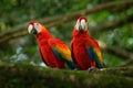 Pair of big parrots Scarlet Macaw, Ara macao, in forest habitat. Bird love. Two red birds sitting on branch, Costa Rica. Wildlife Royalty Free Stock Photo