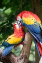 Pair of big parrots Scarlet Macaw, Ara macao, in forest habitat. Royalty Free Stock Photo