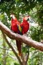 Pair of big parrots Scarlet Macaw, Ara macao, in forest habitat. Royalty Free Stock Photo