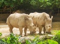 pair of big rhinoceros