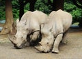 Pair of big rhinoceros