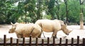 A pair of big rhinoceros in the Zoo