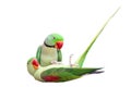 Pair of big ringed alexandrine parakeet on white Royalty Free Stock Photo