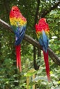 Pair of big Scarlet Macaws Royalty Free Stock Photo