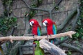 Pair of big Scarlet Red Macaws, Ara macao, two birds sitting on the branch. Wildlife scene from tropical forest nature. Two beauti Royalty Free Stock Photo