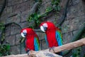 Pair of big Scarlet Red Macaws, Ara macao, two birds sitting on the branch. Wildlife scene from tropical forest nature. Two beauti Royalty Free Stock Photo
