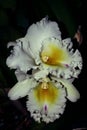Pair of big white orchid flower Royalty Free Stock Photo