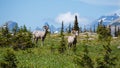 A Pair of Bighorn Sheep at Hidden Lake trail, Glacier National Park Royalty Free Stock Photo