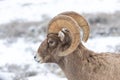 Bighorn Sheep Ram in Winter Snow in Wyoming Royalty Free Stock Photo