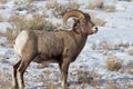 Bighorn Sheep Ram in Winter Snow in Wyoming Royalty Free Stock Photo