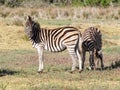 Two Birchells Zebra grazing in the afternoon sun Royalty Free Stock Photo