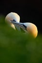 Pair of bird. Bird love. Northern Gannet, Sula bassana, detail head portrait with evening sun and dark sea in the background, beau