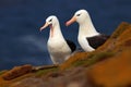 Pair of bird. Black-browed albratross, Thalassarche melanophris, beautiful sea bird sitting on the cliff. Albatross with dark blue