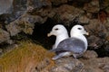 Pair of bird in the nest. Northern Fulmar, Fulmarus glacialis, nesting on the dark cliff. Two white sea birds in the nest. Pair of