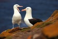 Pair of birds Black-browed albratros. Beautiful sea bird sitting on the cliff. Albatross with dark blue water in the background