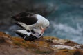 Pair of birds Black-browed albratros. Beautiful sea bird sitting on the cliff. Albatross with dark blue water in the background Royalty Free Stock Photo