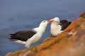 Pair of birds Black-browed albratros. Bird love. Beautiful sea bird sitting on cliff. Albatross with dark blue water in the backgr Royalty Free Stock Photo