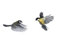 pair of birds blue Tits flying to meet wings and feathers on white isolated background Royalty Free Stock Photo