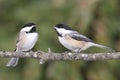 Pair of Birds on a Branch Royalty Free Stock Photo