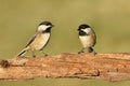 Pair of Birds on a Branch Royalty Free Stock Photo